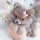 blue fawn pomeranian puppy