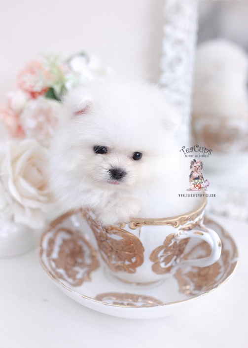 white pomeranian teacup puppies