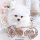 white pomeranian teacup puppies