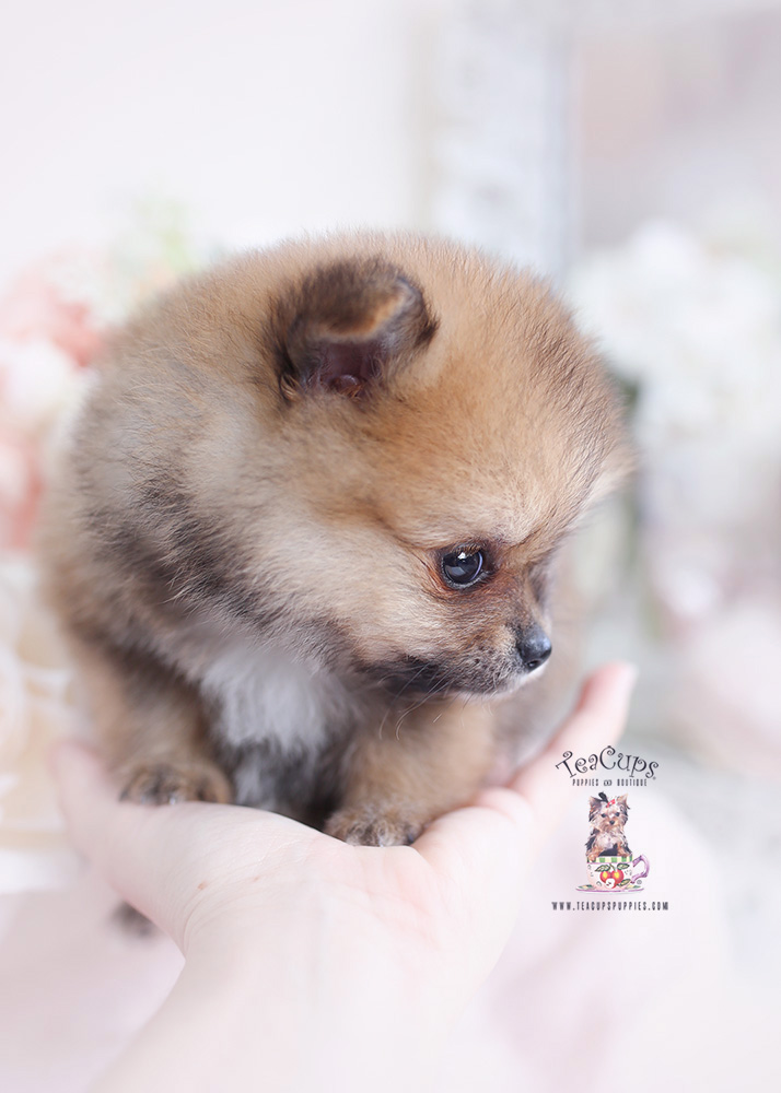 pomeranian puppy teacups