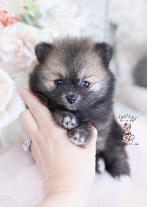 pomeranian puppies for sale