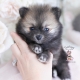 pomeranian puppies for sale