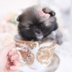 pomeranian breeder florida