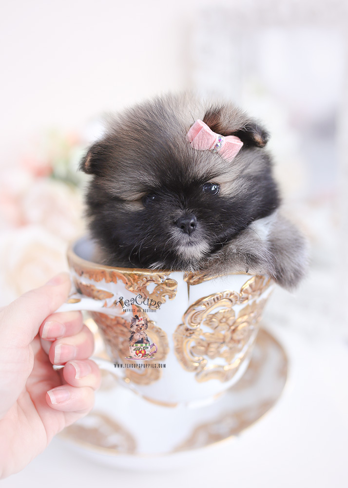 pomeranian breeder florida