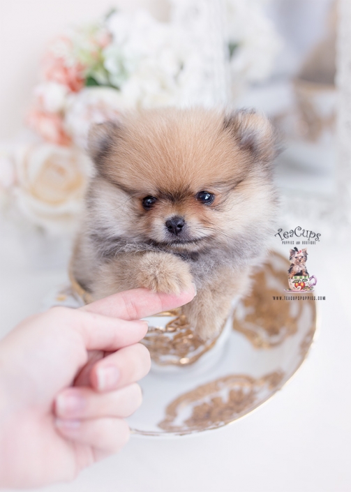 pomeranian teacup puppies