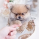 pomeranian teacup puppies