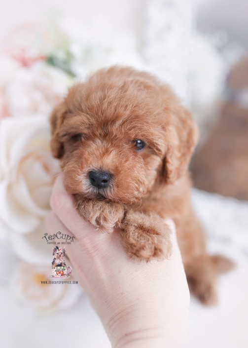 toy cup poodle