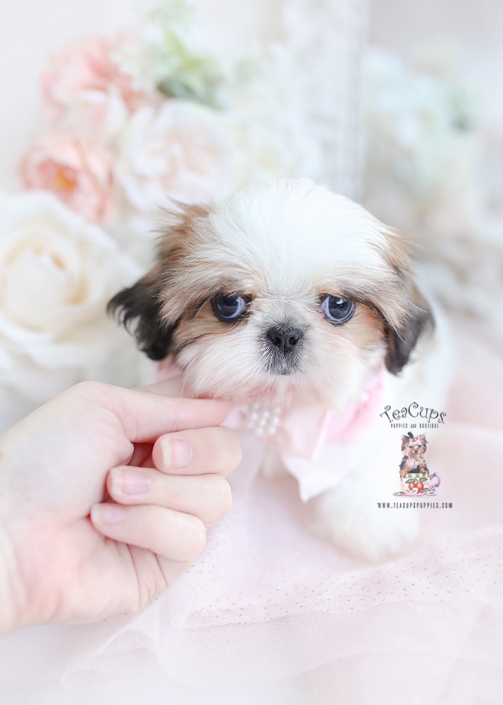 silver shih tzu puppies for sale