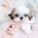 shih tzu puppy