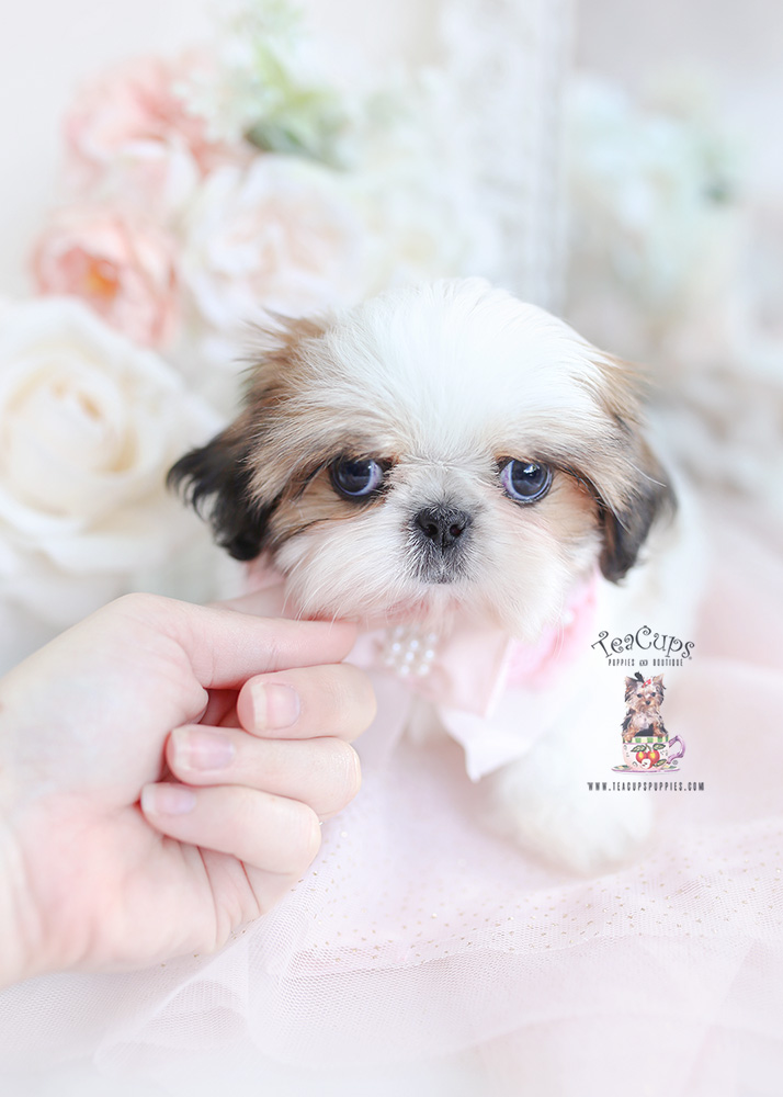 shih tzu puppy