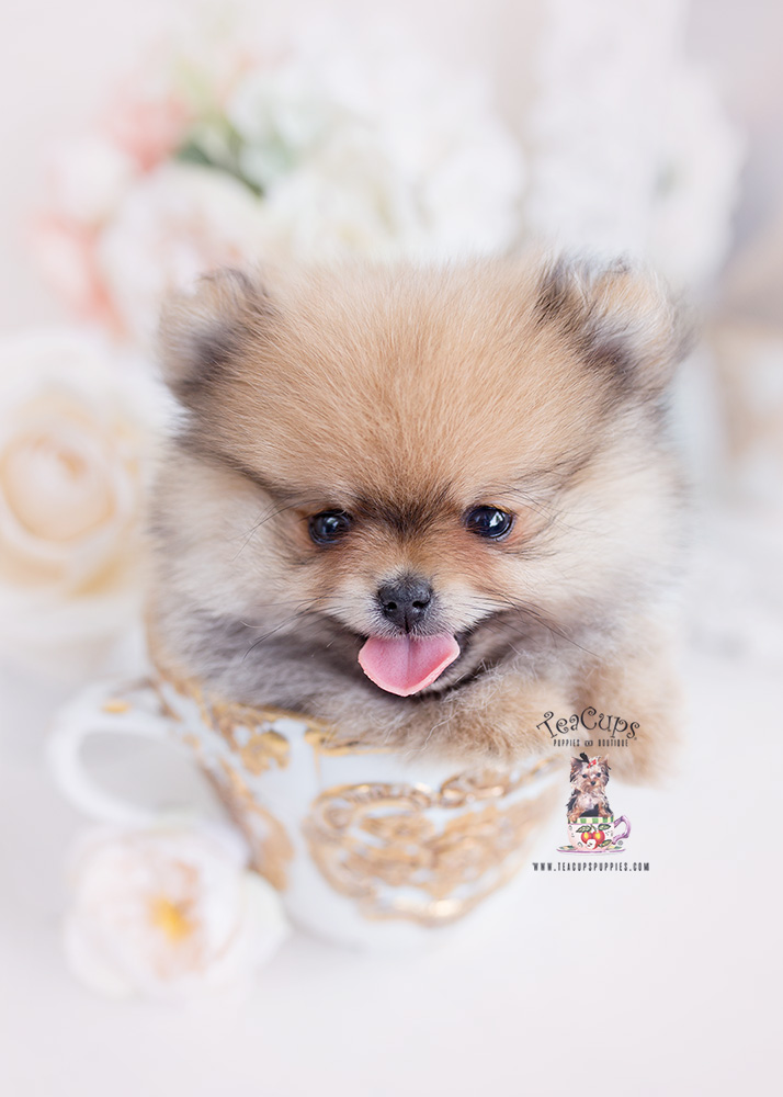 tiny pomeranian teacups