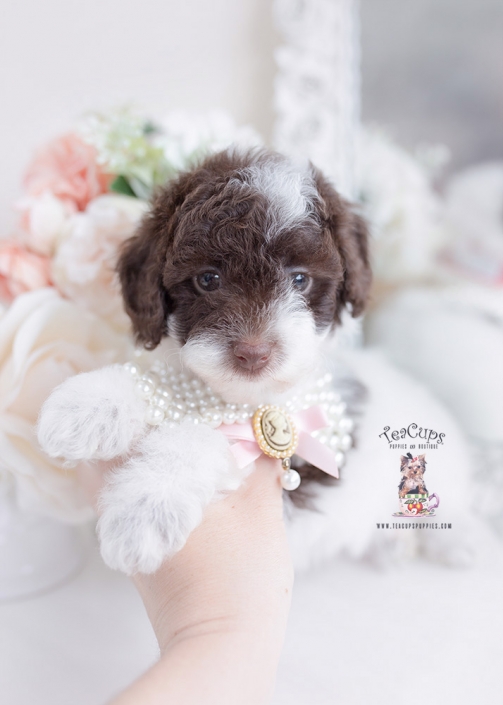 chocolate parti toy poodle