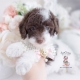 chocolate parti toy poodle