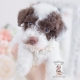 toy poodle for sale