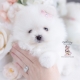 white pomeranian teacup puppies