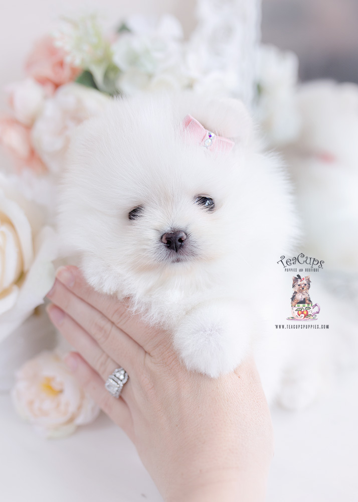 white pomeranian teacup puppies