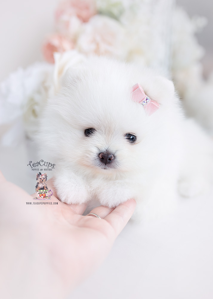 white pomeranian teacups