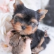 yorkshire terrier yorkie puppy