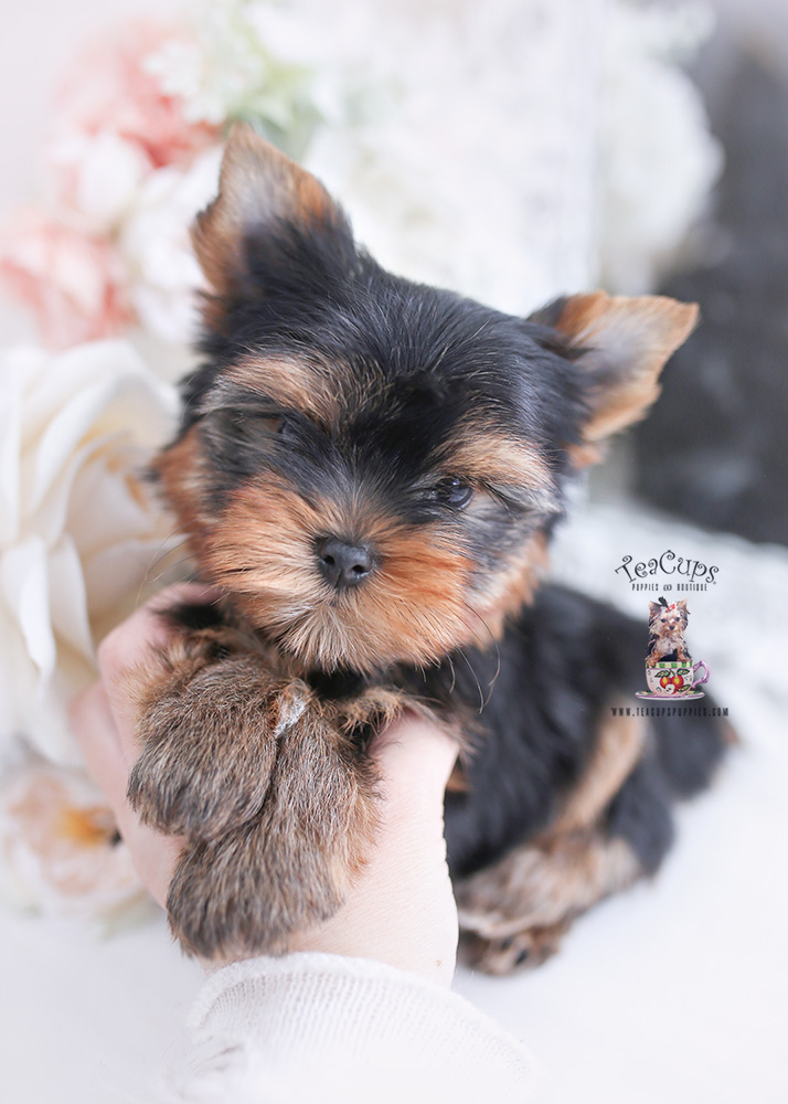 yorkshire terrier yorkie puppy