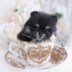 cute pomernaian puppy