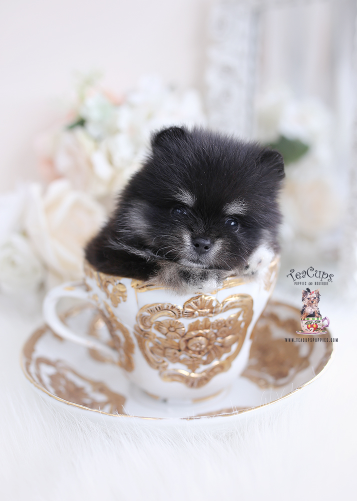 cute pomernaian puppy