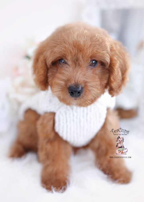 teacup morkie rescue