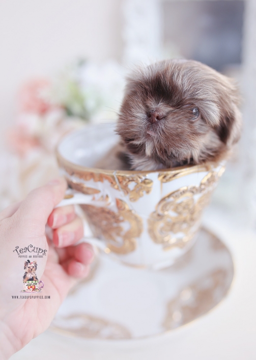 imperial shih tzu