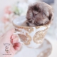 imperial shih tzu