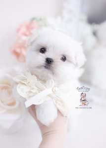 cute maltese teacup puppies