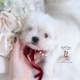 maltese teacup puppies