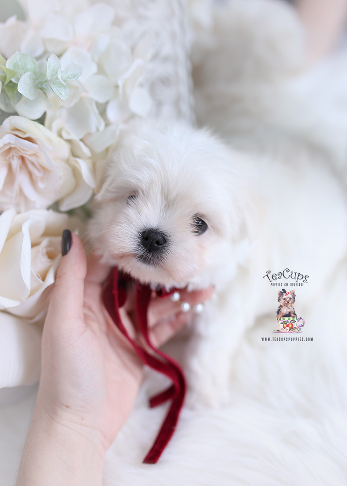 maltese teacup puppies