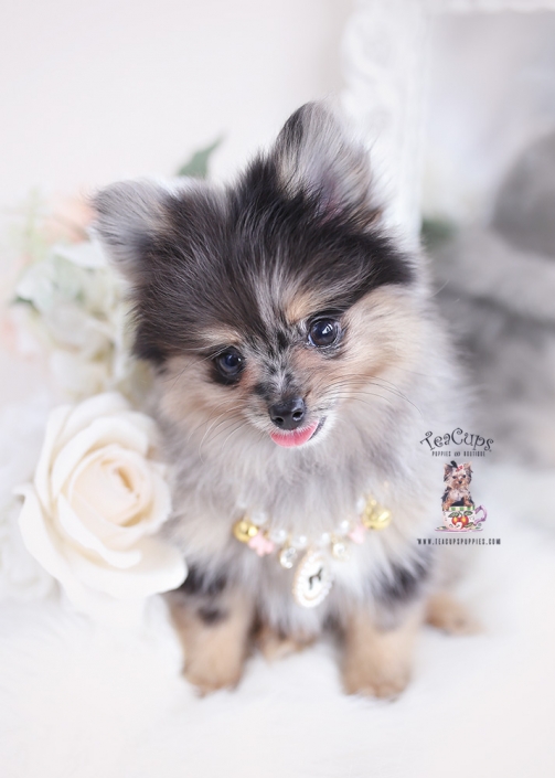 teacup pomchi puppies for sale