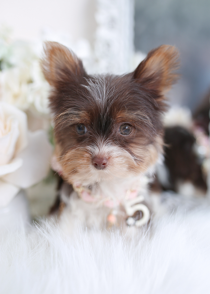 Chocolate Yorkie Puppy | Teacup Puppies & Boutique