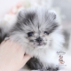 merle pomeranian puppy