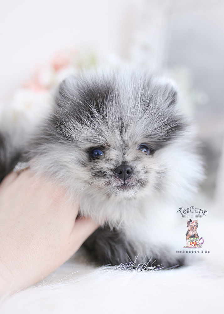 merle pomeranian puppy