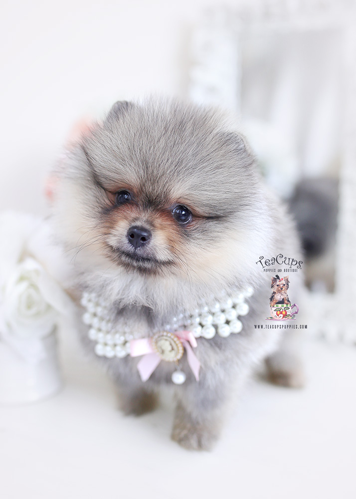 pomeranianpuppyforsaleteacuppuppies467 Teacup Puppies & Boutique