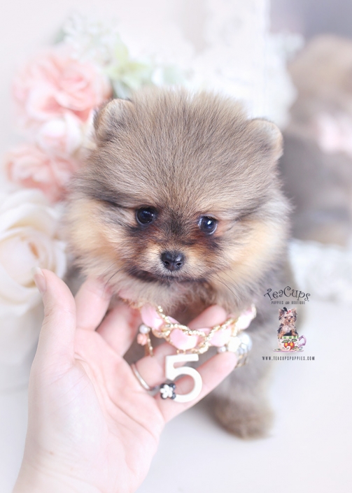 teacup toy pom puppies