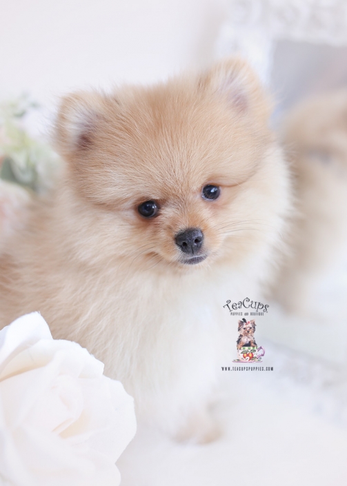 mini pomeranian puppies for sale