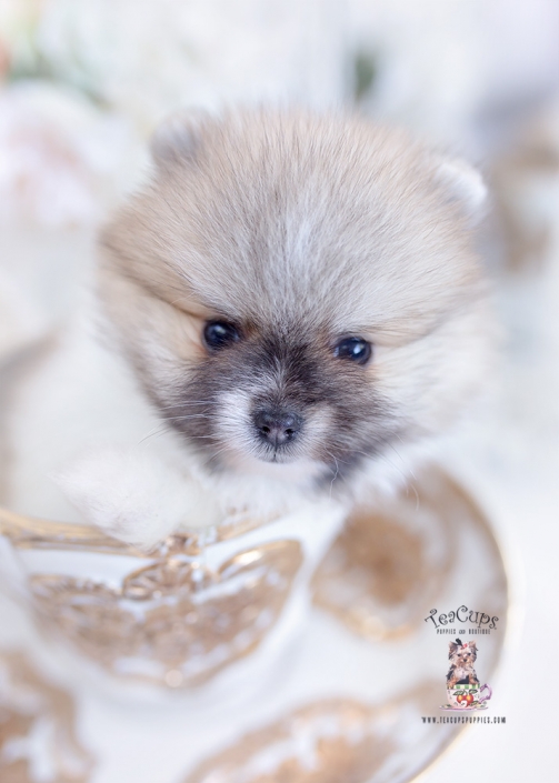 teacup pomeranian