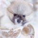 teacup pomeranian