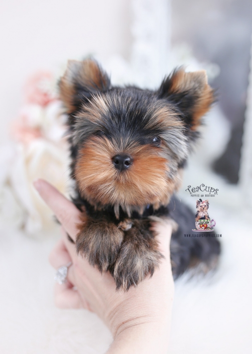 minicher yorkie