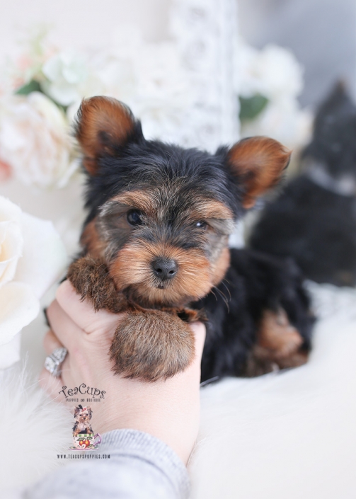 minicher yorkie