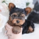 yorkie puppy for sale