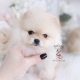 cream pomeranian puppy for sale