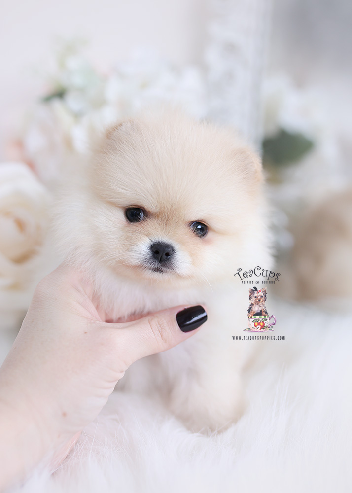 cream pomeranian puppy for sale