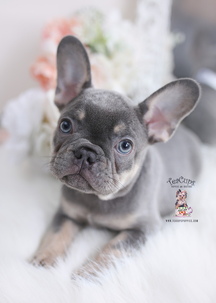 frenchie518a Teacup Puppies & Boutique