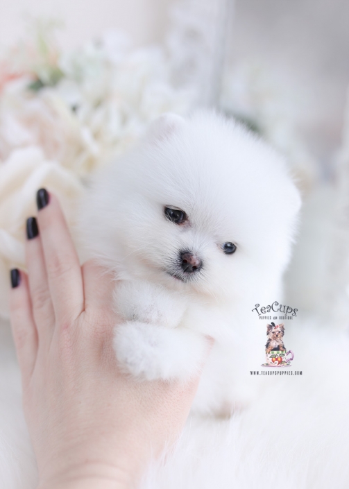 white pomeranian puppy