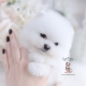 white pomeranian puppy