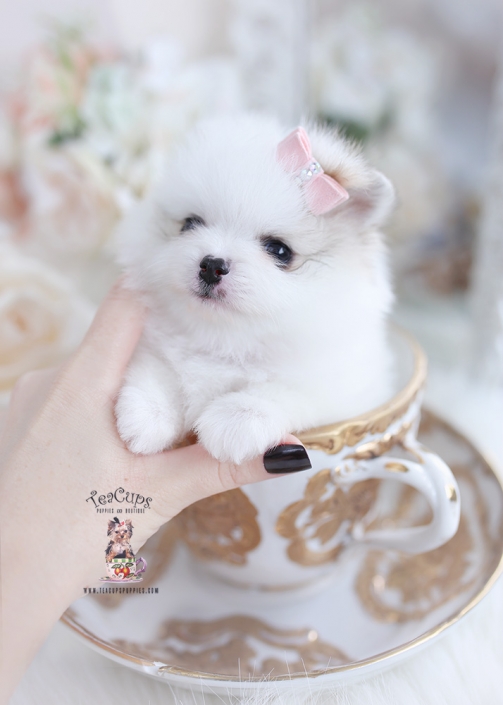 beautiful white pomeranian teacups puppies