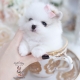 beautiful white pomeranian teacups puppies